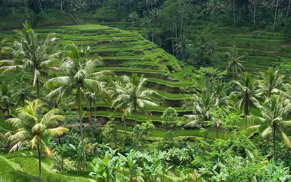 Grüne Reisterrassen mit Palmen auf Bali